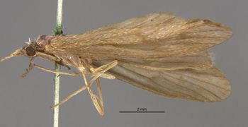 Media type: image;   Entomology 10984 Aspect: habitus lateral view